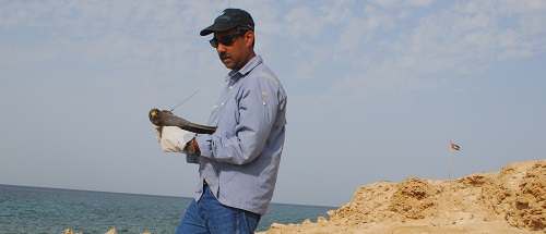 Satellite tracking migratory birds from the united arab emirates