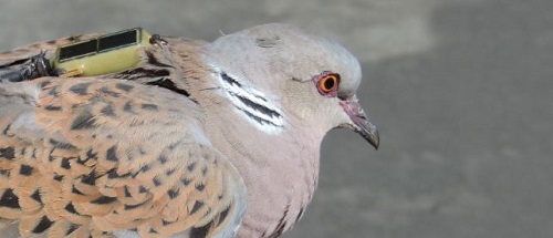 Turtle doves followed by the satellite tracking system Argos