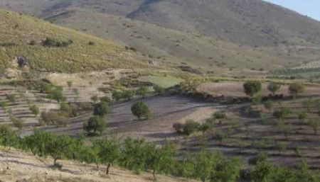 Tracking great spotted cuckoos