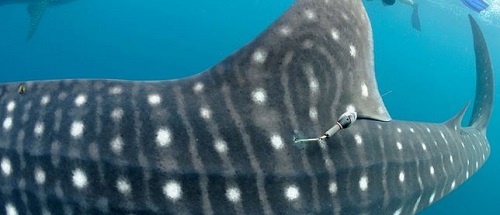 Follow HUNIDA, a whale Shark near Djibouti with MEGAPTERA association