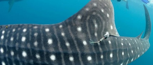 Follow HUNIDA, a whale Shark near Djibouti with MEGAPTERA