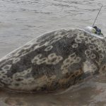 A ringed seal equipped with a data logger is released inside Charleslaguna, Svalbard (credit Kit M. Kovacs )