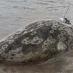 Ringed seal equipped with an Argos PTT