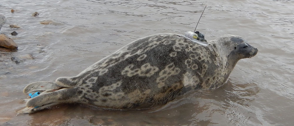 Ringed seal equipped with an Argos PTT