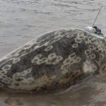 Ringed seal equipped with an Argos PTT