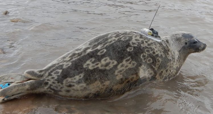 Ringed seals in a Svalbard lagoon