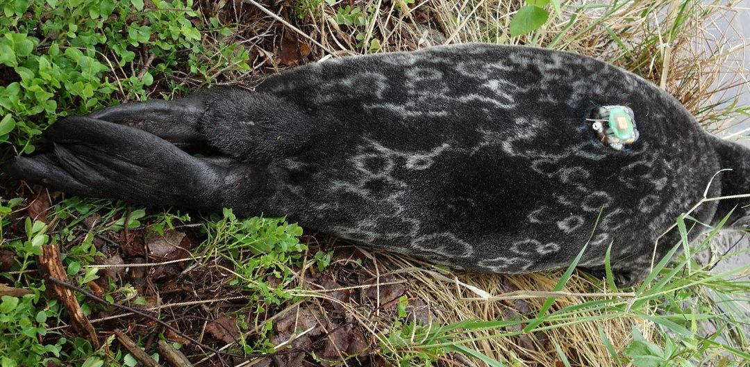 Lake Saimaa ringed seals