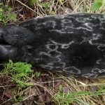 Saimaa ringed seal tagged with a GPS-Argos tag (Wildlife Computers, USA), photo: Saimaa ringed seal research UEF.