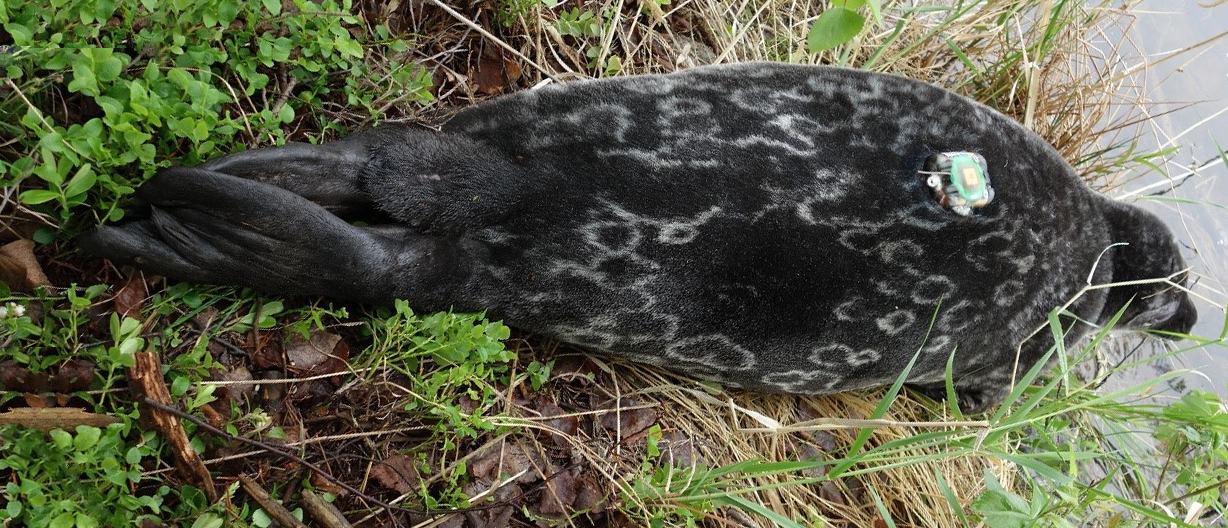 Lake Saimaa ringed seals