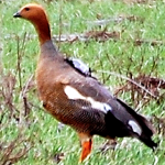 A ruddy-headed goose with an Argos PTT