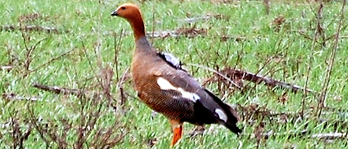 A ruddy-headed goose with an Argos PTT