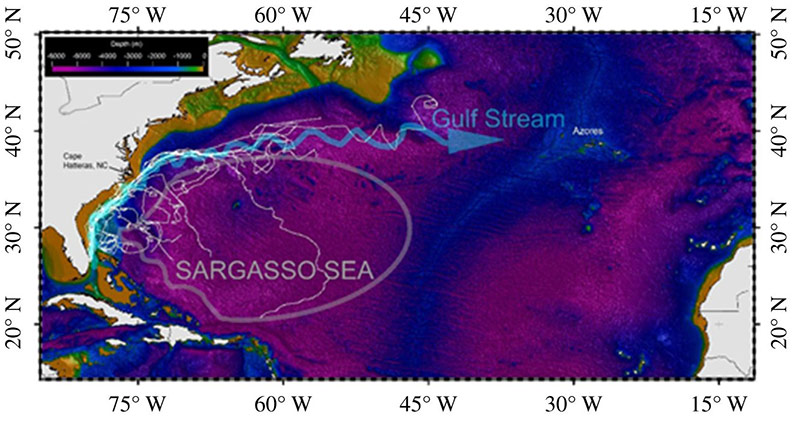 Satellite tracks from the 21 young green sea turtles in reference to the Gulf Stream and general boundaries of the Sargasso Sea