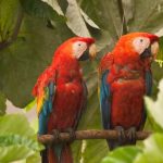 Two scarlet macaws, the one on the right has an Argos collar (Credit M. Cameron)