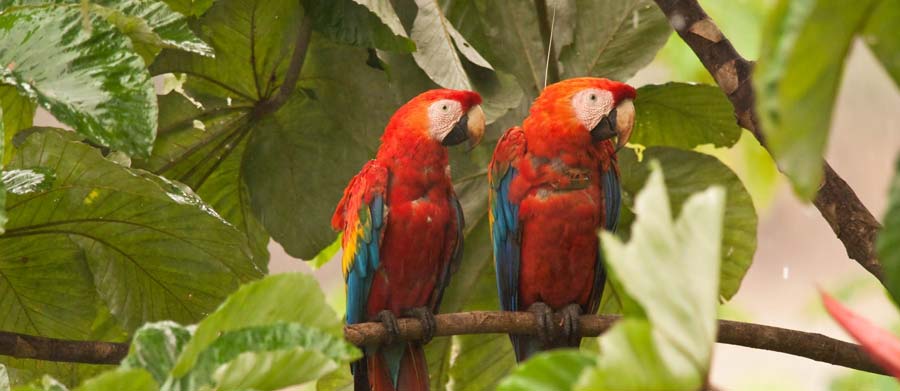 Two scarlet macaws, the one on the right has an Argos collar (Credit M. Cameron)