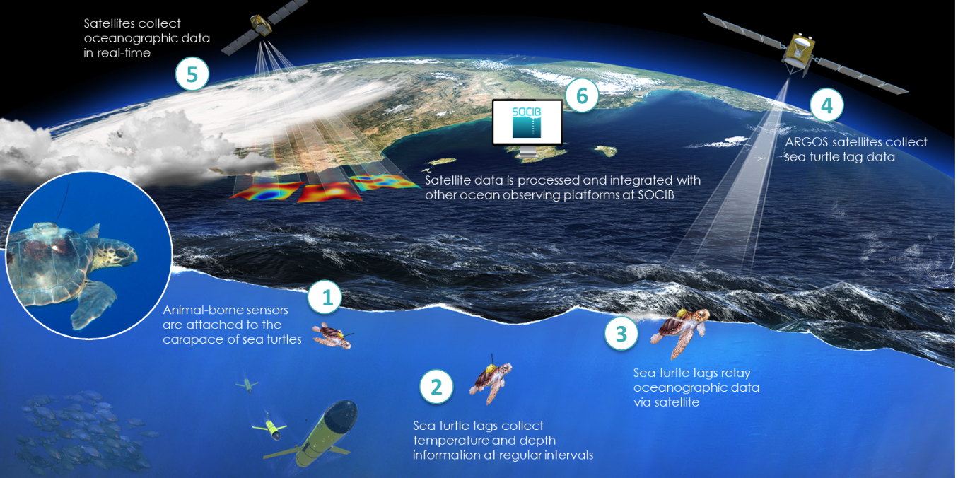 Oceanographic Turtles project. Animal-borne sensors collect information about sea temperature and send the information throughout the Argos System. Source: SOCIB.