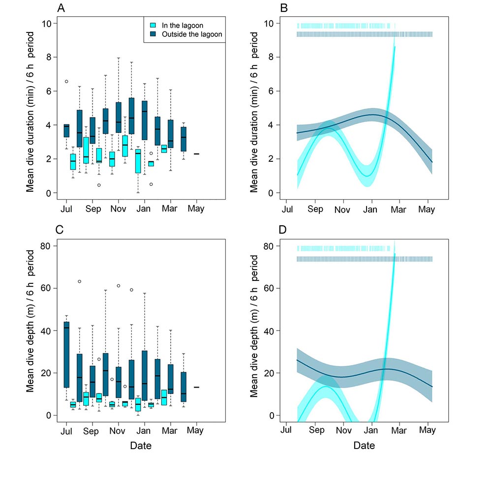 Seasonal changes in the mean dive duration and mean dive depth