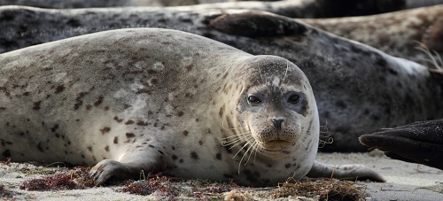 Shedding light on the life of spotted seals in the Sea of Japan