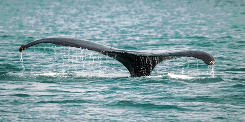 Humpback whale