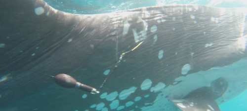 Sunfish tagged with an X-Tag at Eastern Taiwan. Credits Tuna and Billfish Tagging Project in Taiwan Sunfish tagged with an X-Tag at Eastern Taiwan. Credits Tuna and Billfish Tagging Project in Taiwan