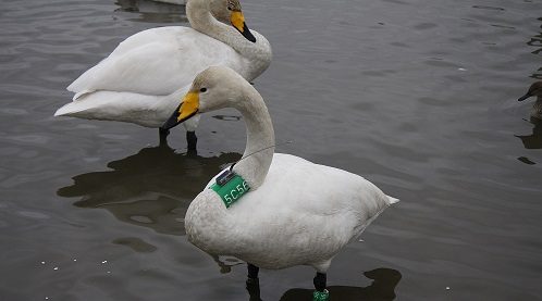 swans with Argos tag
