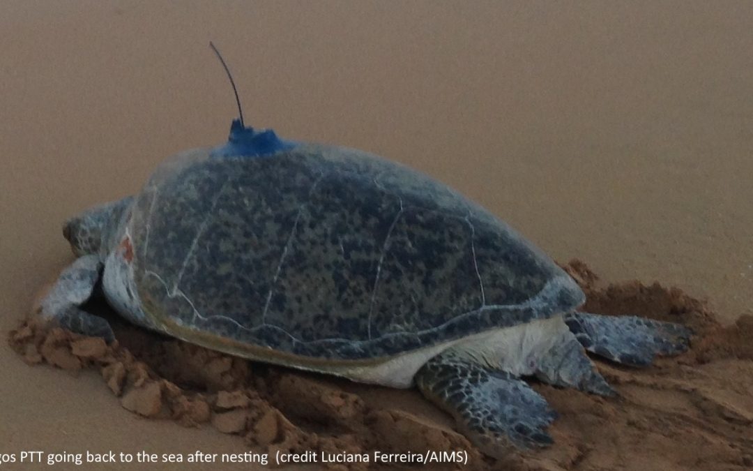 Western Australian green turtle behaviour analysed
