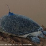 A green turtle with an Argos PTT