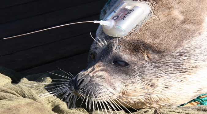 Caspian seal with SPOT tag