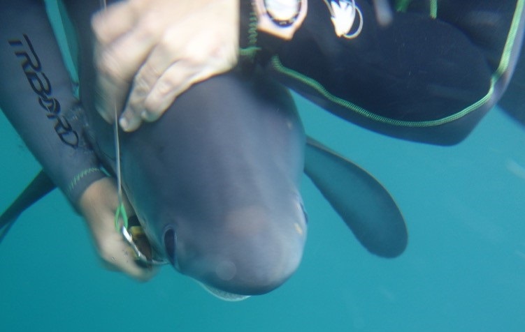 COLSHARK program: first satellite tagging of thresher shark (Alopias pelagicus) in Eastern Tropical Pacific Ocean