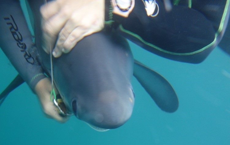 COLSHARK program: first satellite tagging of thresher shark (Alopias  pelagicus) in Eastern Tropical Pacific Ocean - Argos