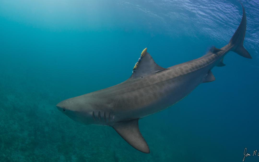 Eric Stéphan and Alexandra Rohr, Learning more about basking sharks with argos