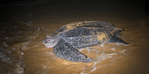 Argos system contributes to French National Action Plan to protect Marine turtles in the Caribbean