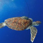 Green turtle with an Argos PTT