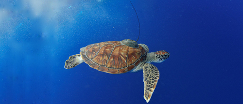 Juvenile green turtle individuals behave differently, satellite telemetry reveals