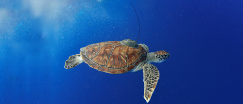 Green turtle with an Argos PTT (credit E. Lancelot) Green turtle with an Argos PTT (credit E. Lancelot)