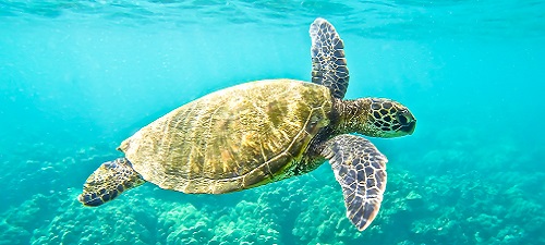 Green Sea Turtle