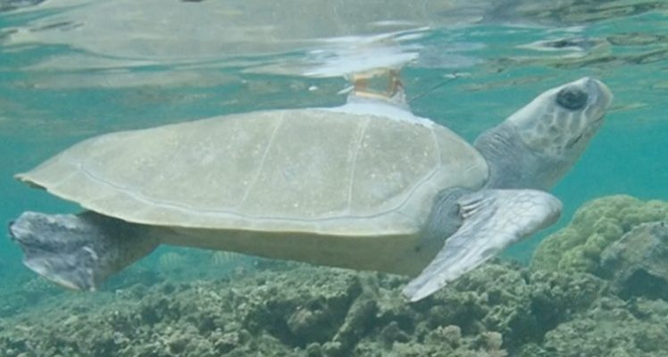 Sea turtles in tropical cyclones