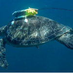 sea turtle equipped with a localisation device