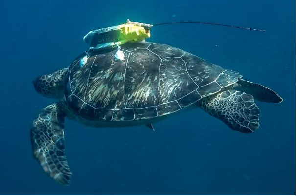 sea turtle equipped with a localisation device