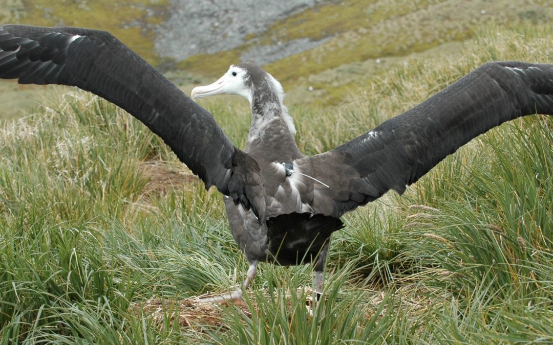 Argos helps in assessing fisheries bycatch risks to seabirds