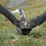 Wandering albatross chick shortly before fledging at Bird Island (South Georgia), fitted with an Argos PTT (Credit BAS)