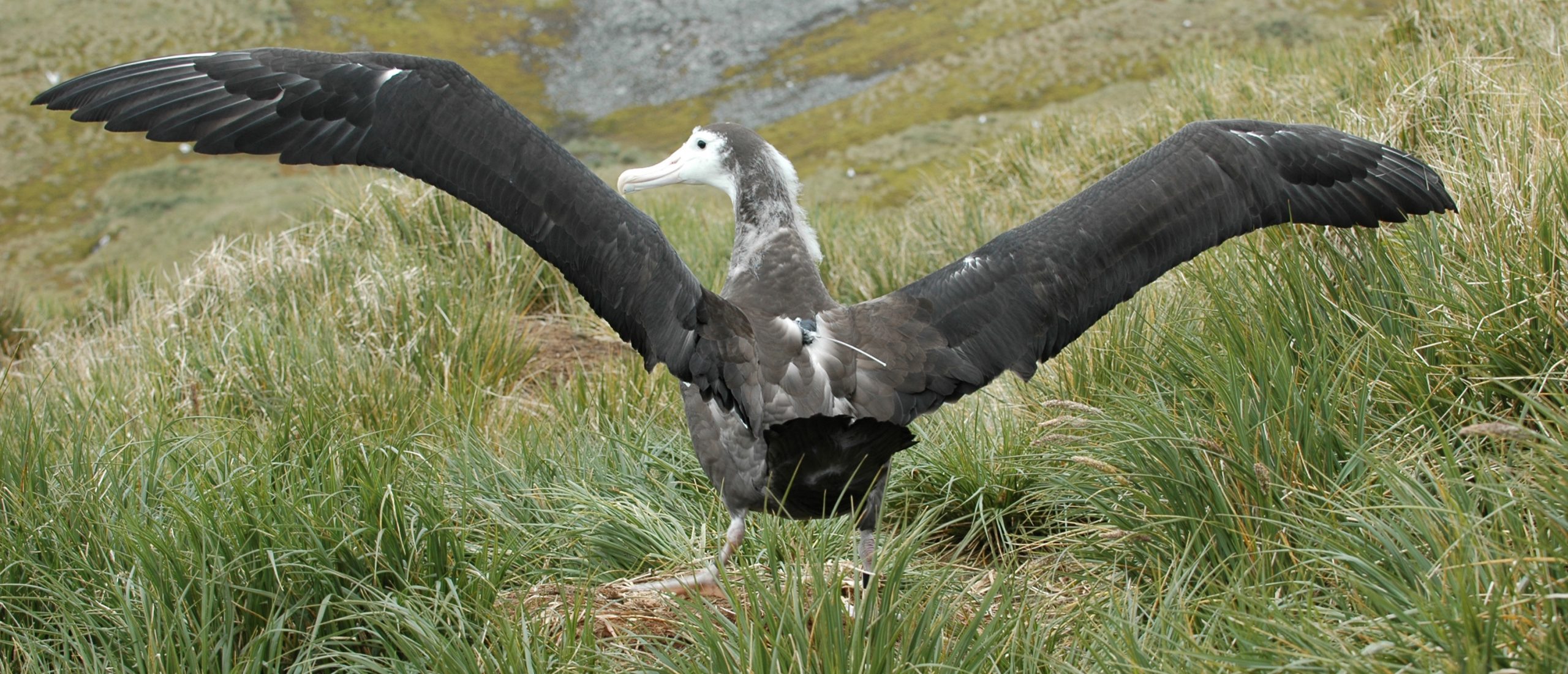 Wandering albatross chick shortly before fledging at Bird Island (South Georgia), fitted with an Argos PTT (Credit BAS)