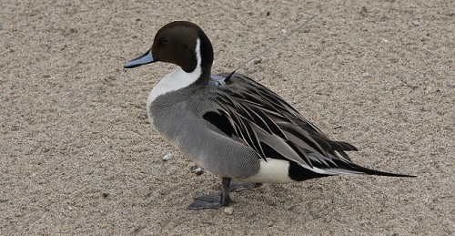 argos satellite tag japan northern pintail