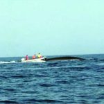 a whale and the boat used to equip it, taken during a campaign in 1990 (C. Moriaz) (from [Viale et al., 2019])