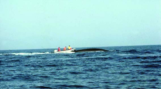 a whale and the boat used to equip it