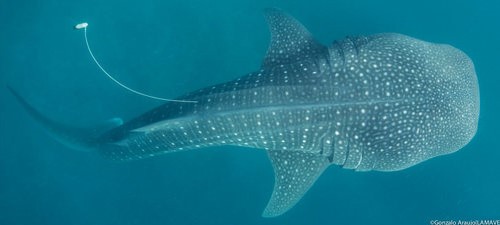 An Argos-tagged juvenile whale shark swims through the waters of Panaon Island, Southern Leyte (Credits LAMAVE).