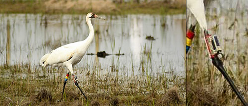 Argos helps track large scale movements of Whooping Cranes reintroduced into Southwestern Louisiana