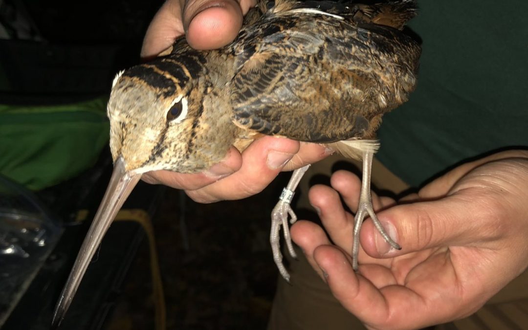 American woodcock are tracked using Argos satellite telemetry