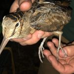 A wookcock captured for marking (credit EWMRC)