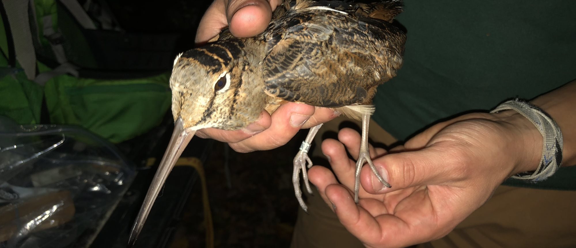 A wookcock captured for marking (credit EWMRC) A wookcock captured for marking (credit EWMRC)
