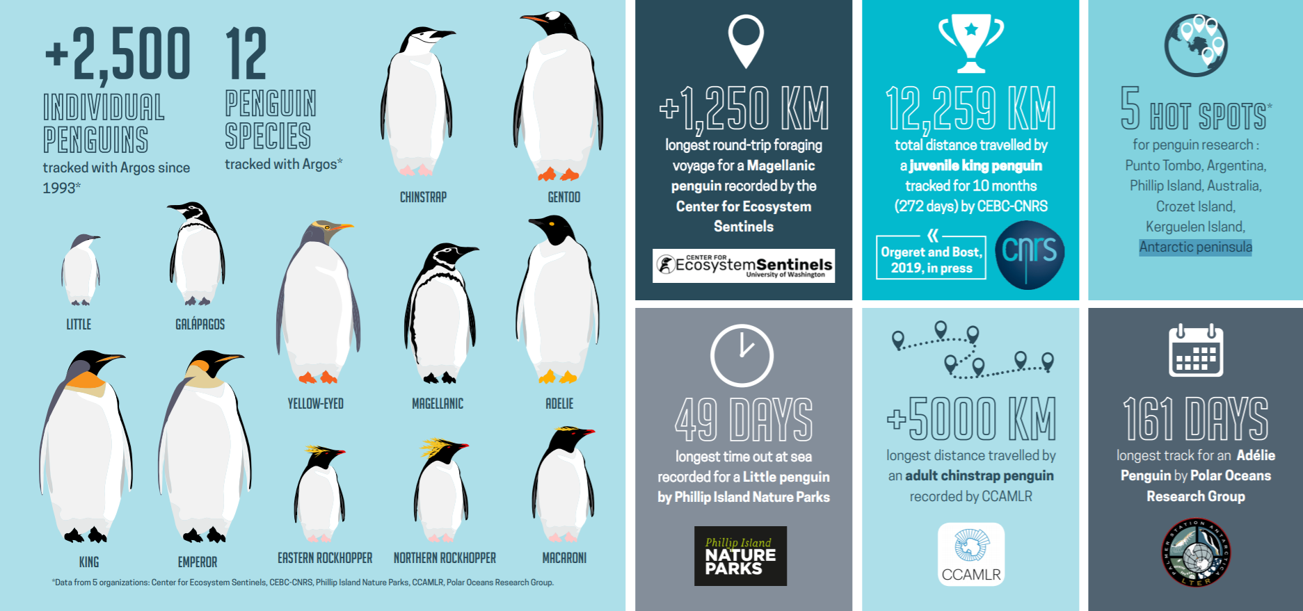 Pinguine in Chile & Argentinien (Infografik)